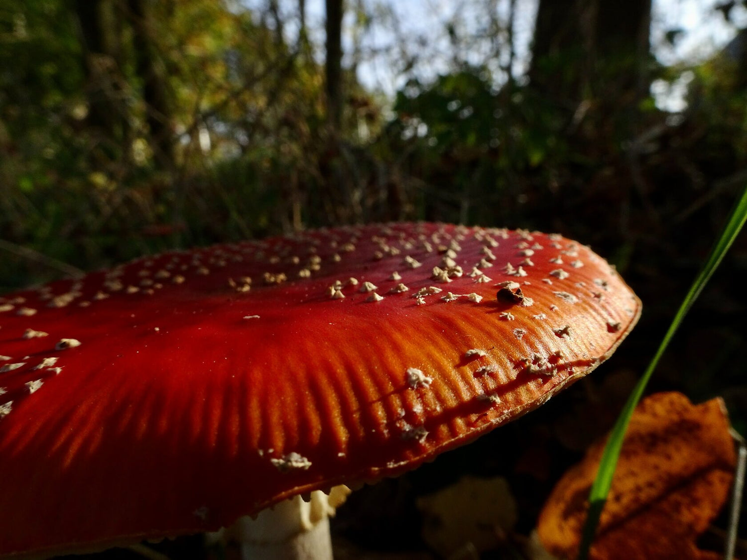 Where does Amanita Muscaria grow?