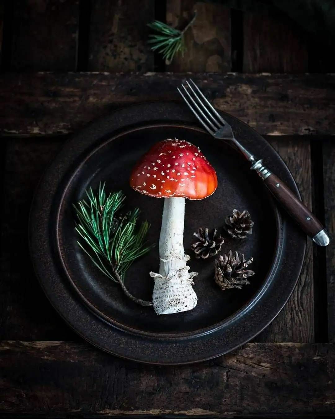 Amanita Muscaria: The history of use