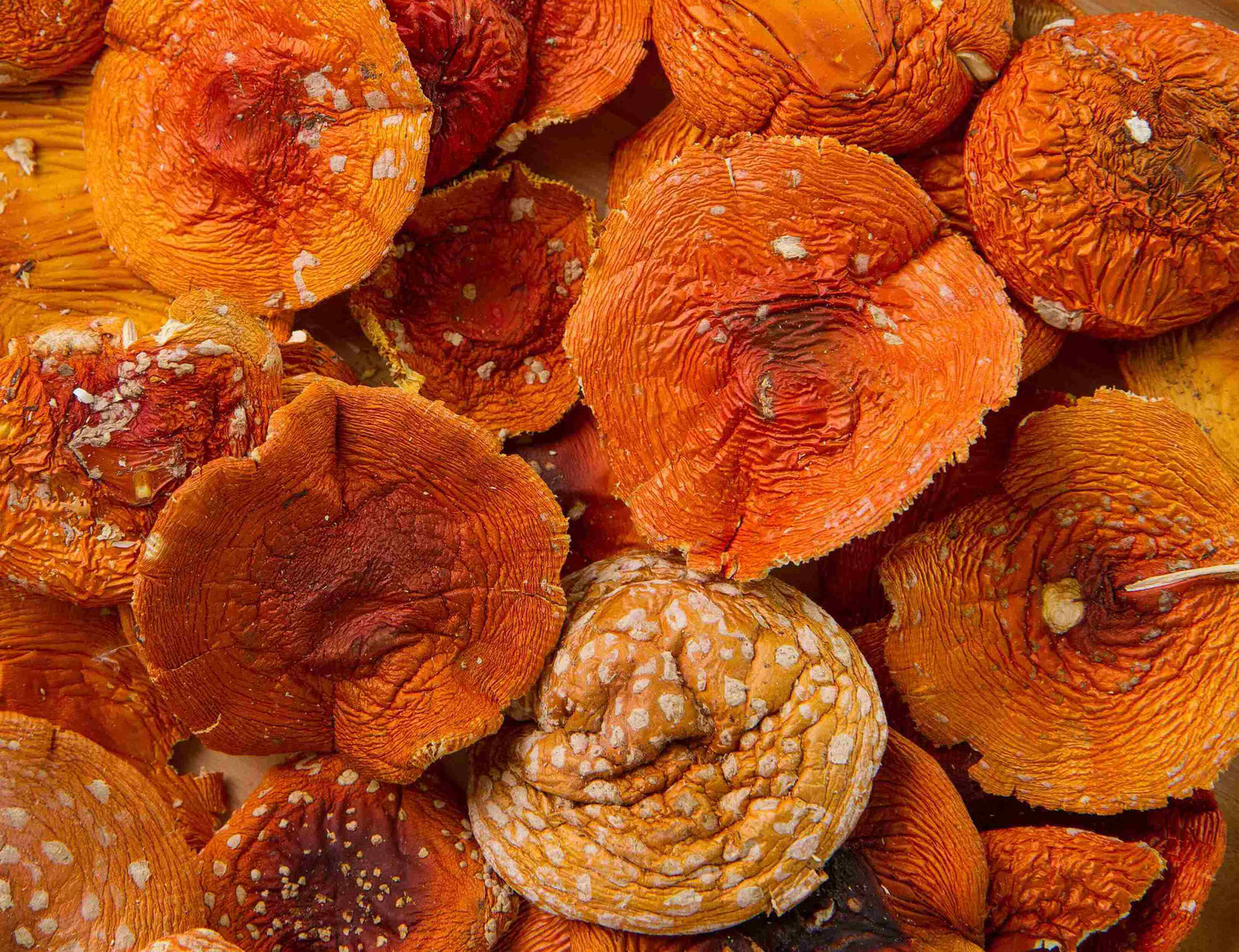 Dried fly agaric caps