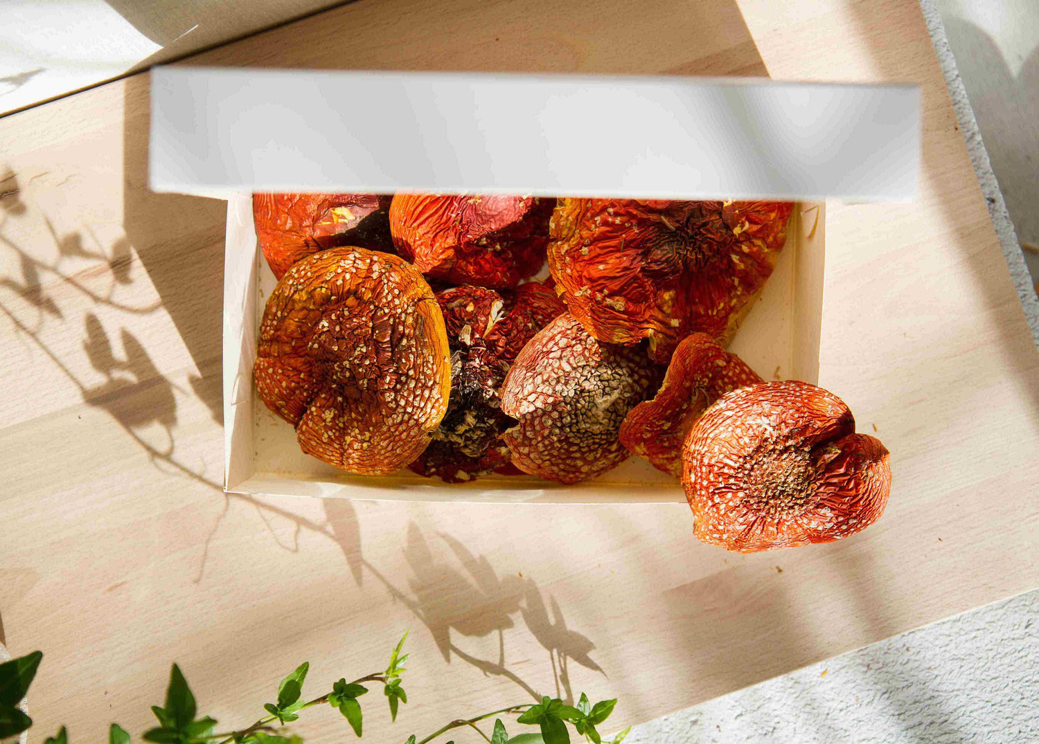 om.shroom’s Amanita Muscaria VIP Hats - improves memory, focus, and mental clarity