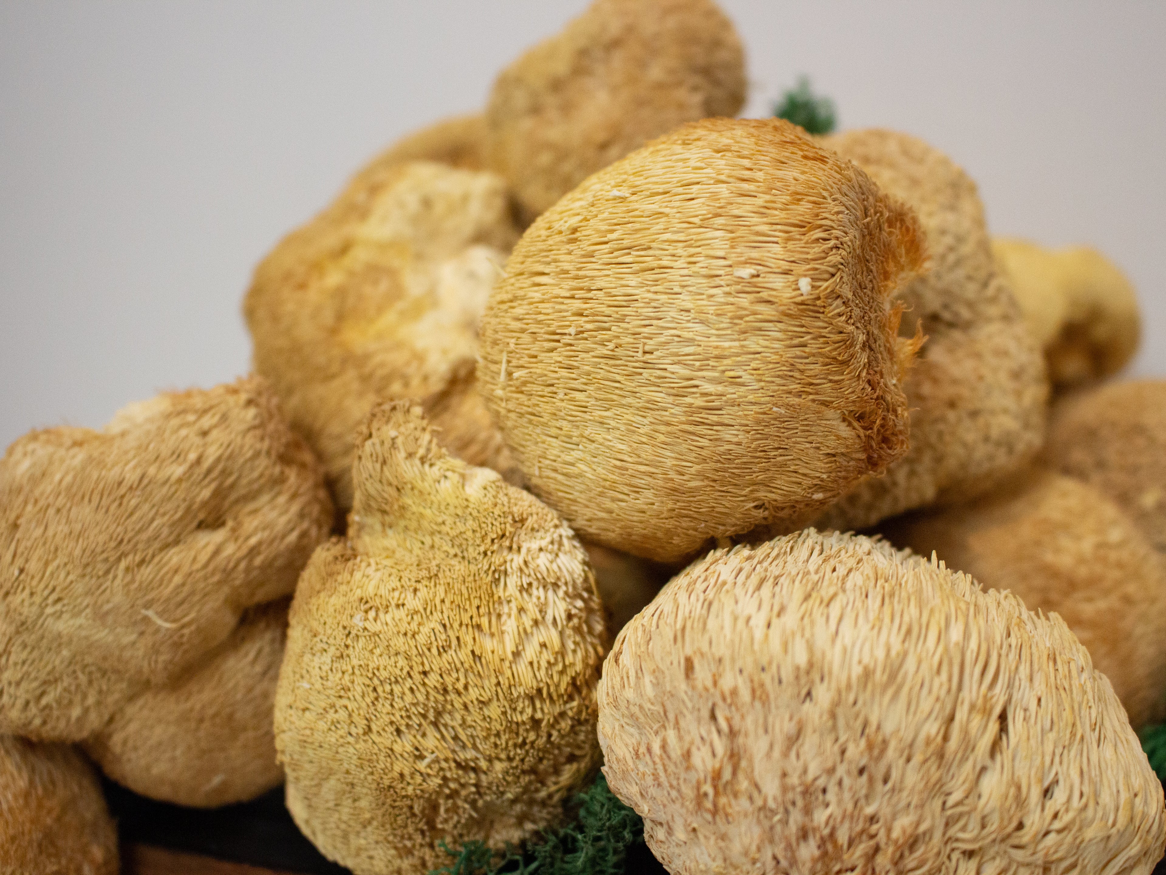 Lion's Mane fruiting body