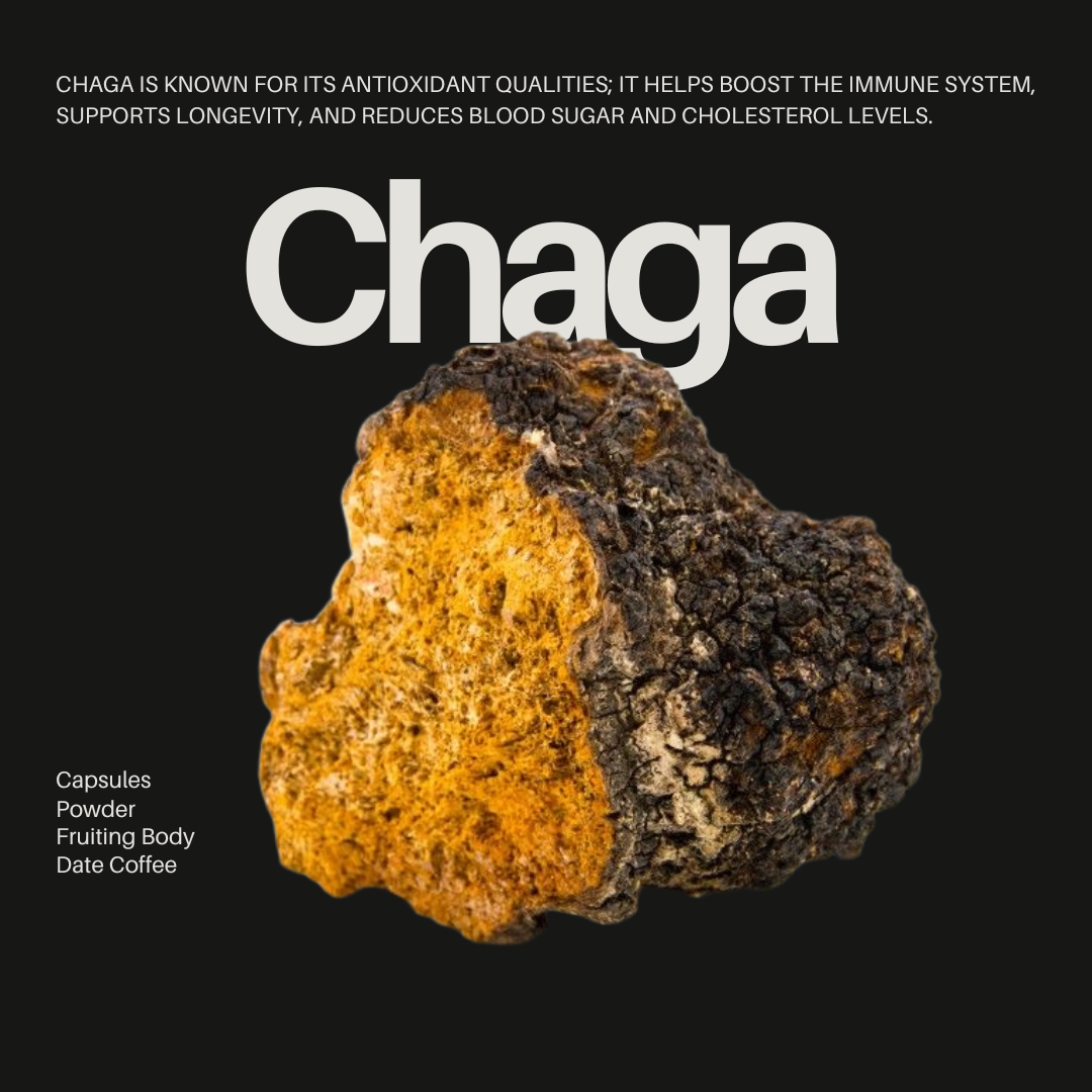 about Chaga mushroom properties and forms