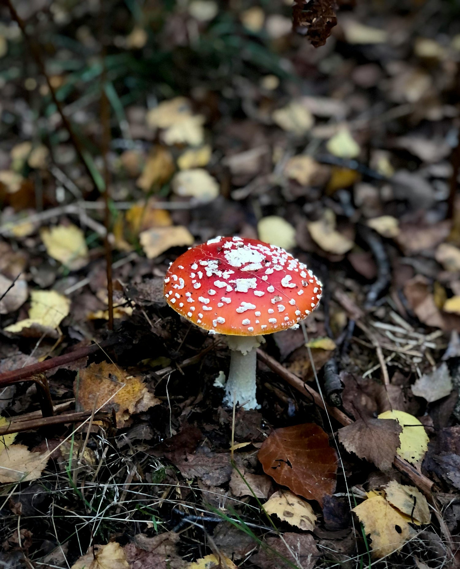 Amanita muscaria mushroom