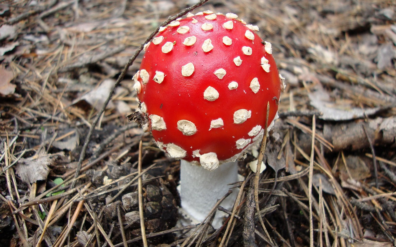 Fly agaric mushroom