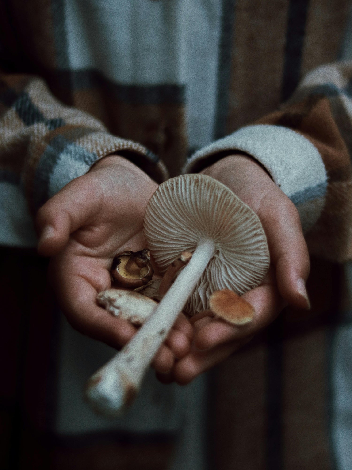 healing hands with mushrooms