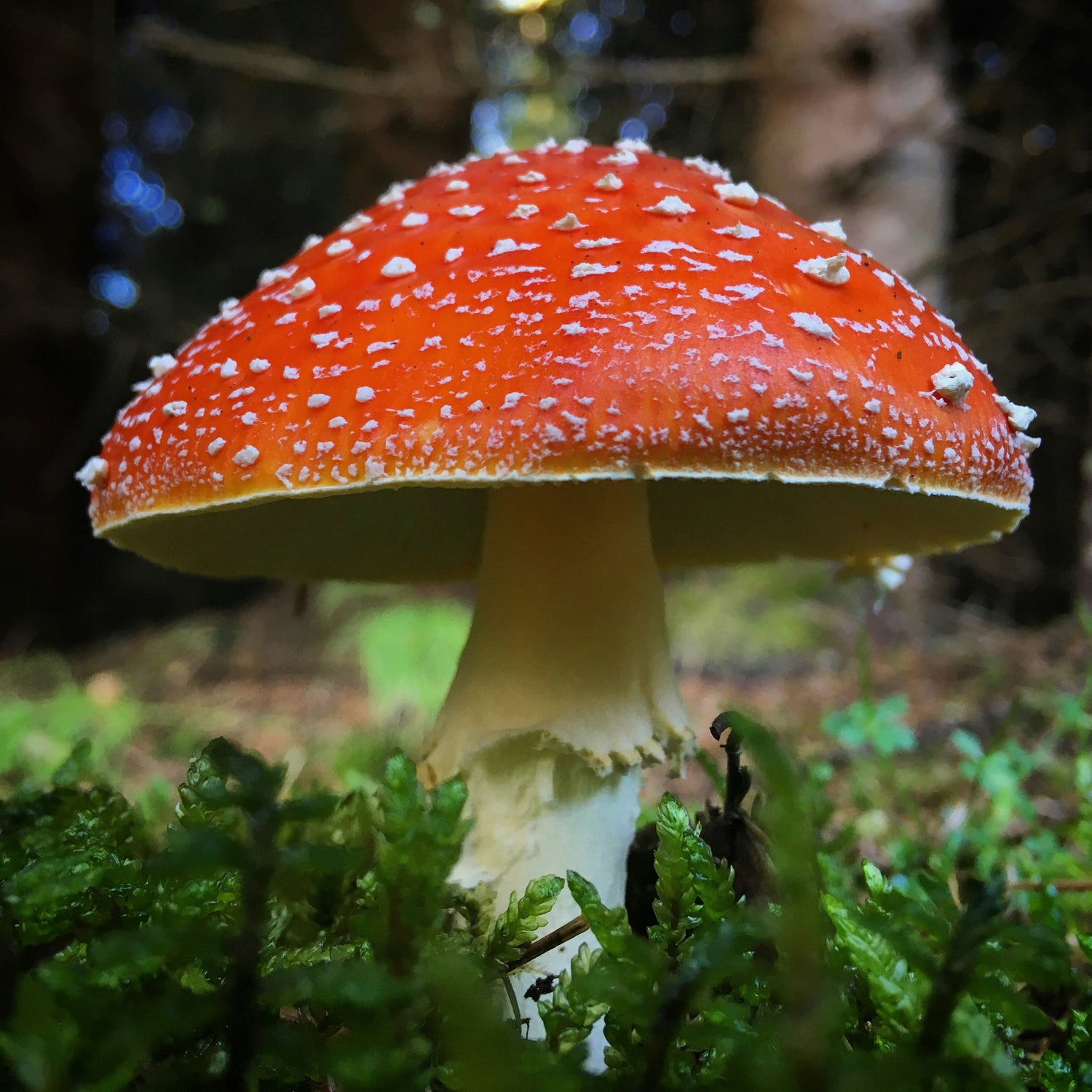 Red fly agaric in the wild forest